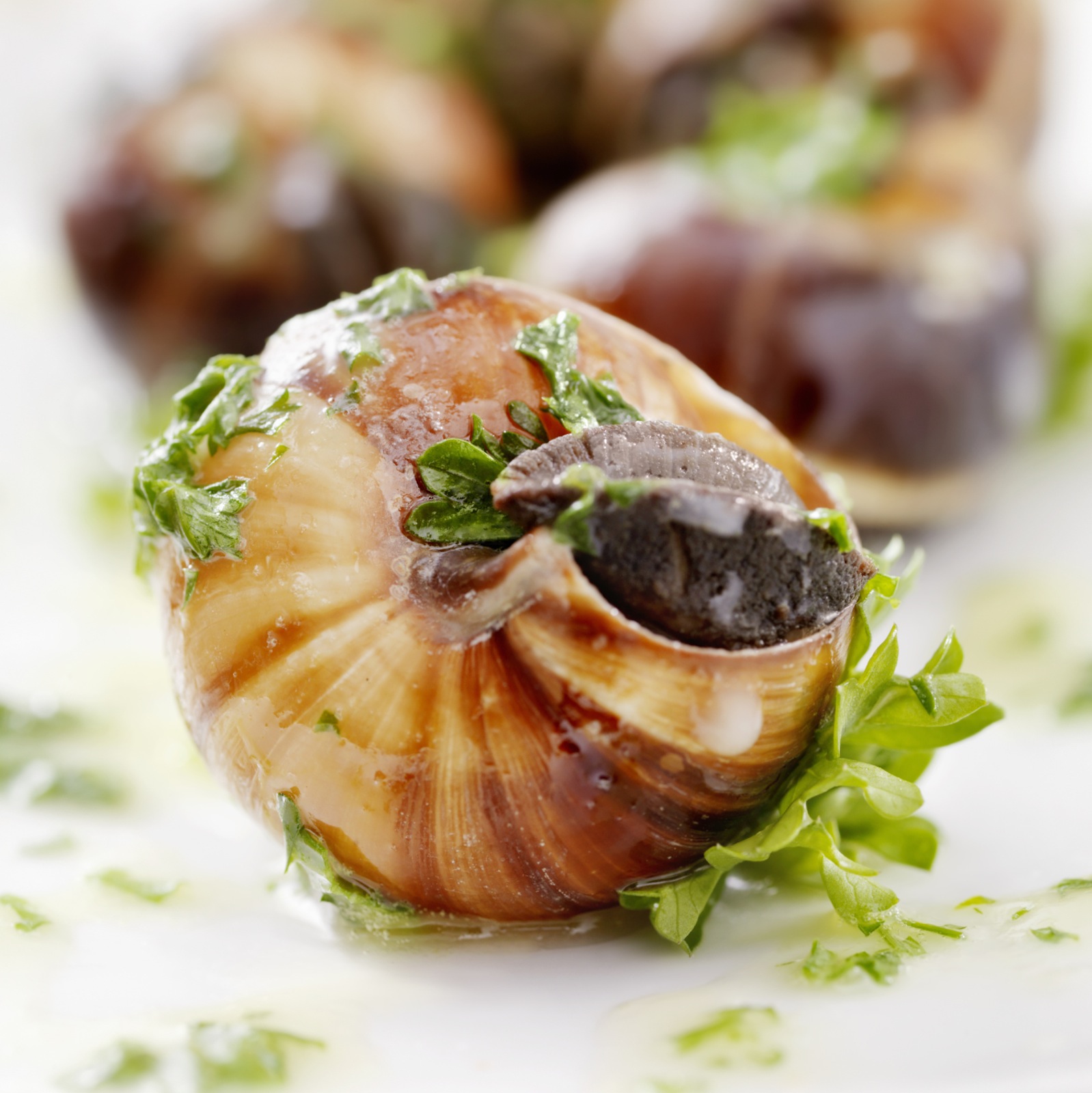 Escargots, recettes, vidéos et dossiers sur Escargots Cuisine Actuelle