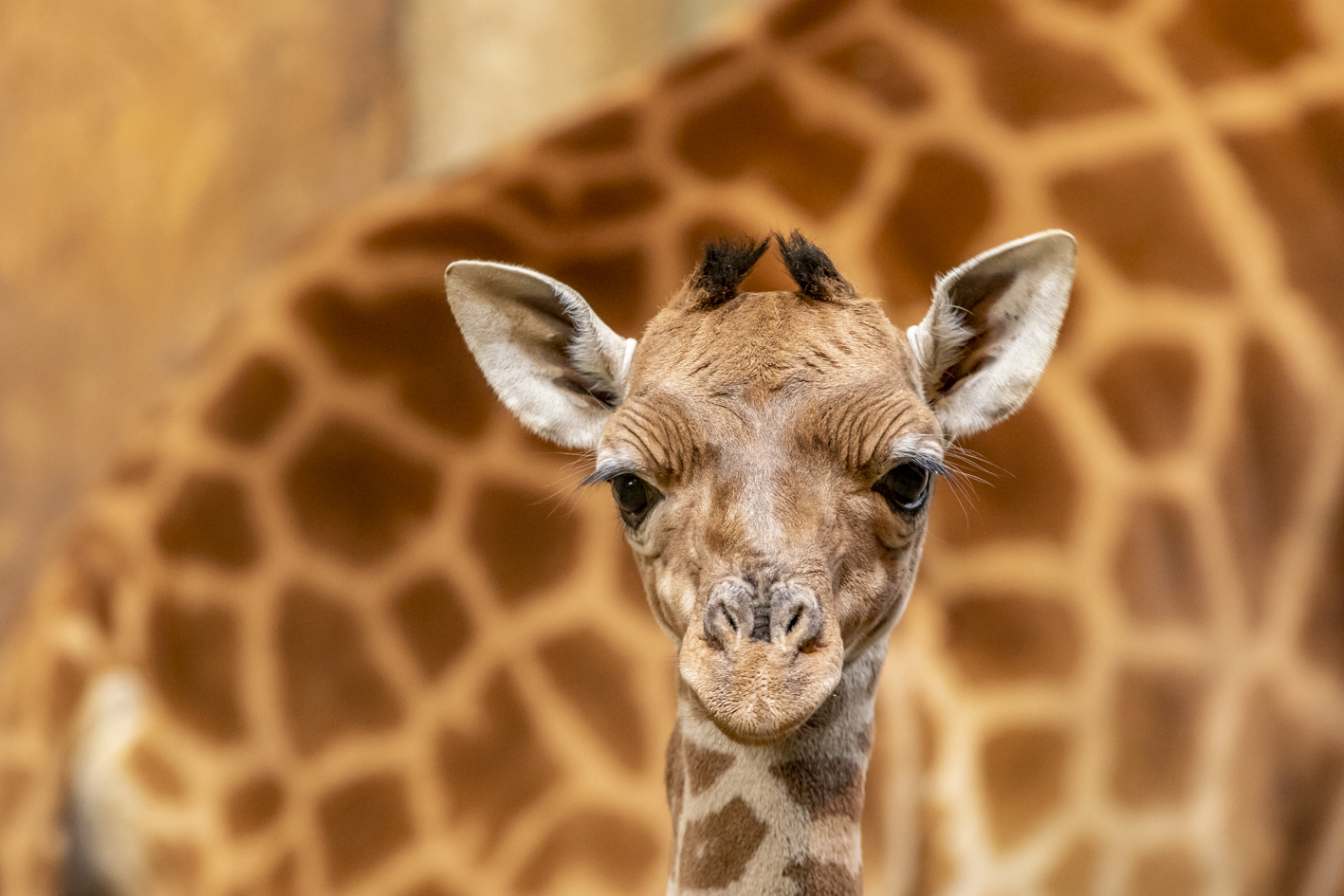 PHOTO - Naissance remarquable d'un bébé girafe au zoo de La Barben - France  Bleu