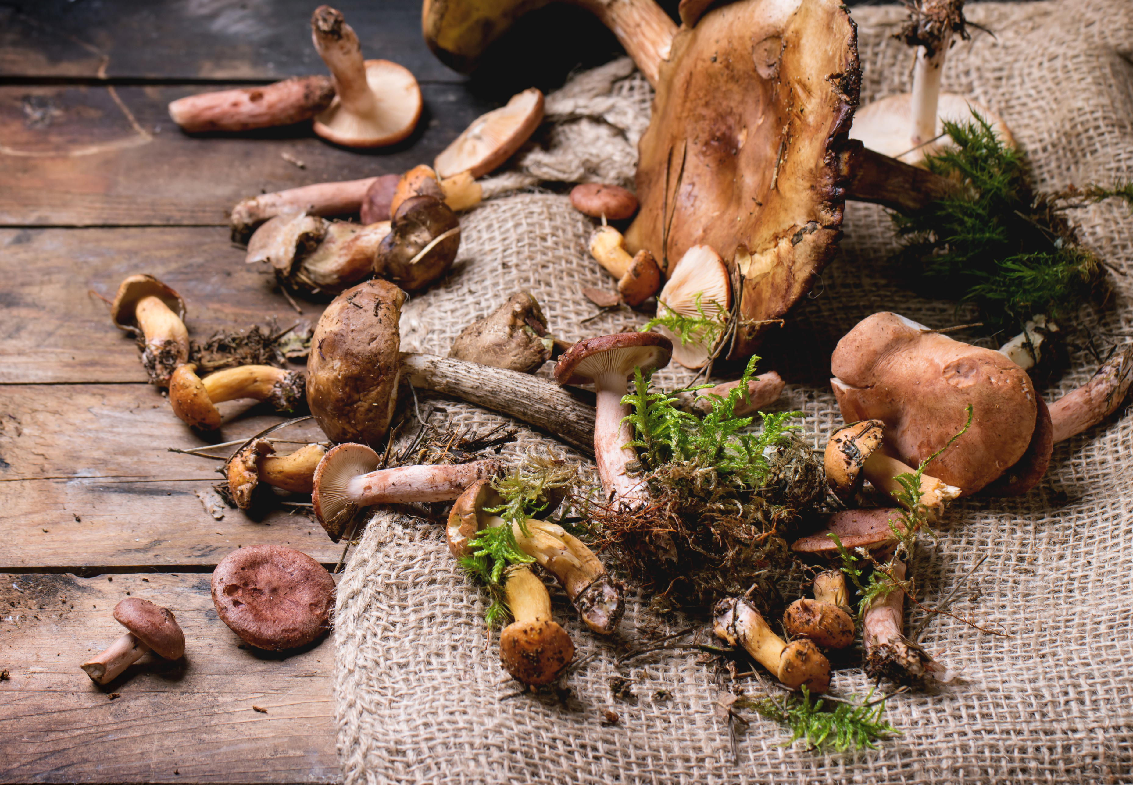 Intoxication alimentaire : 6 conseils pour cueillir les bons champignons :  Femme Actuelle Le MAG