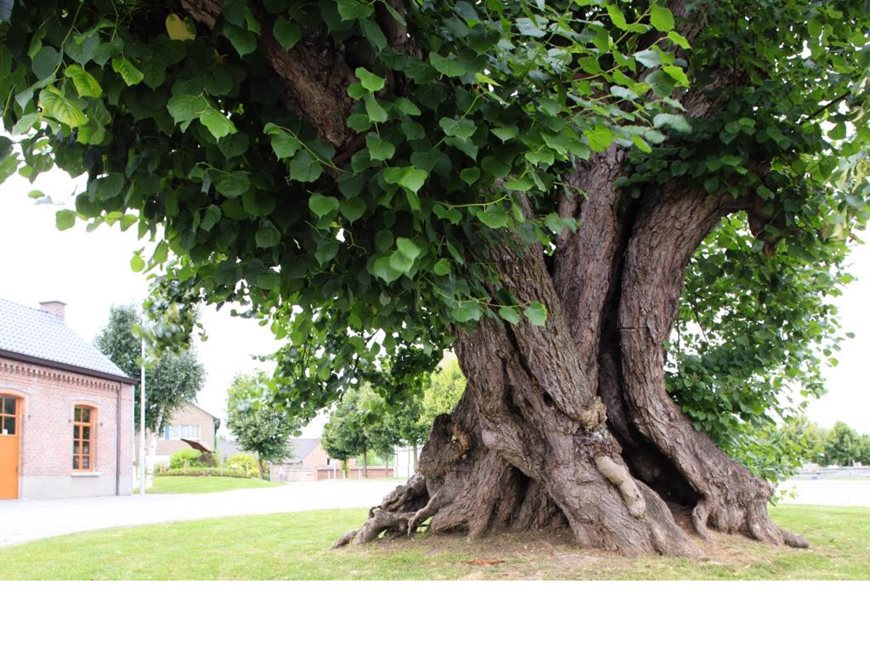 Arbre européen de l'année : nos coups de coeur