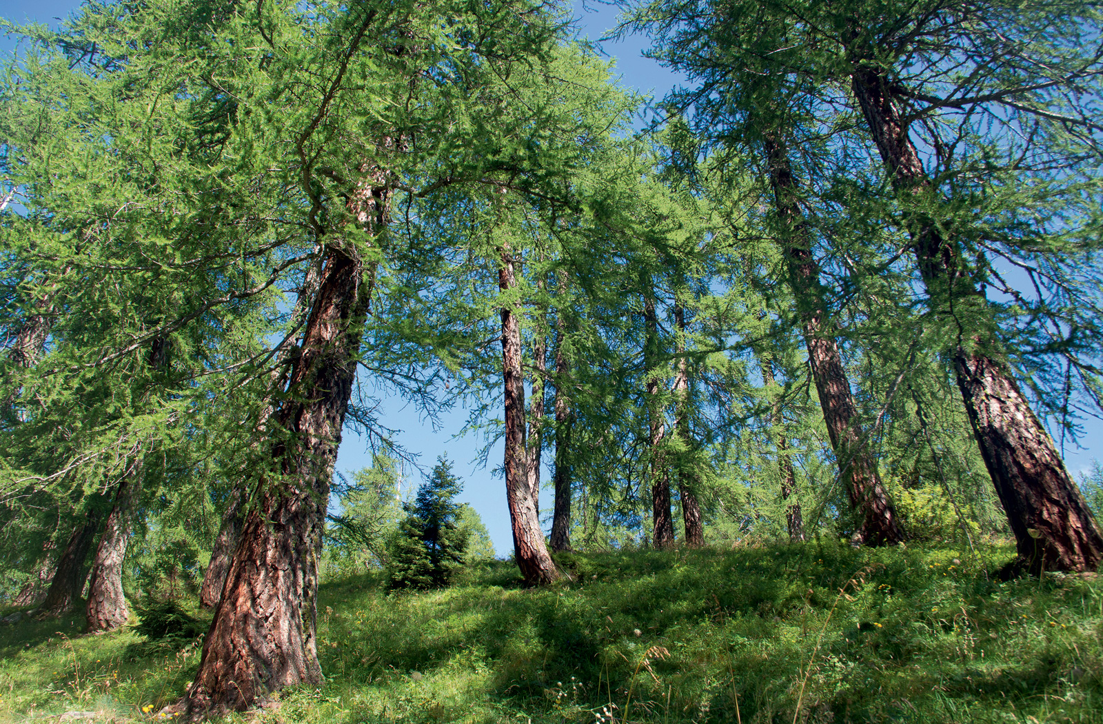 La vie secrète des arbres de Peter Wohlleben - Echo-Nature