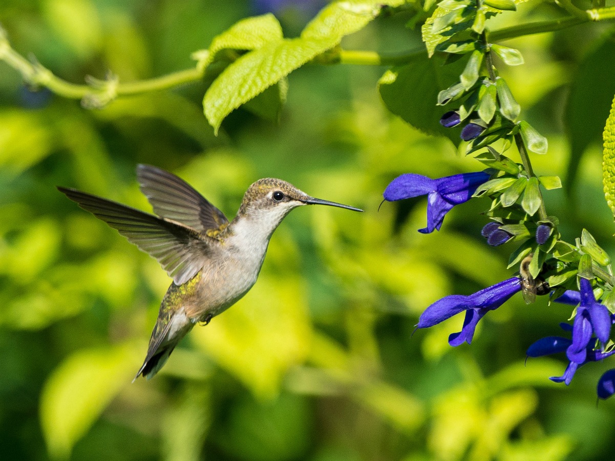 18 oiseaux au bec remarquable - GEO