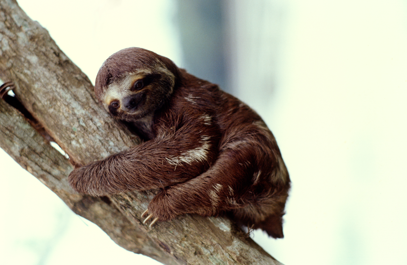 Les animaux les plus intelligents - GEO