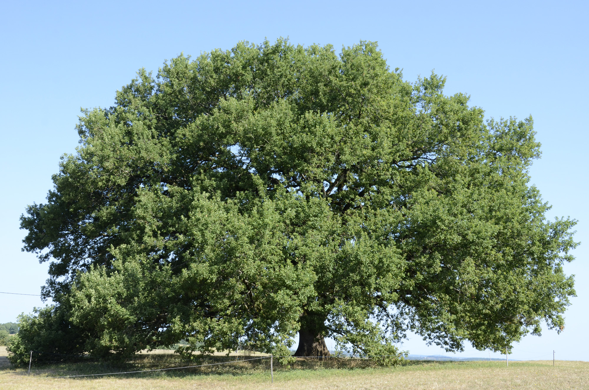 10 arbres remarquables qui peuplent nos contrées - GEO