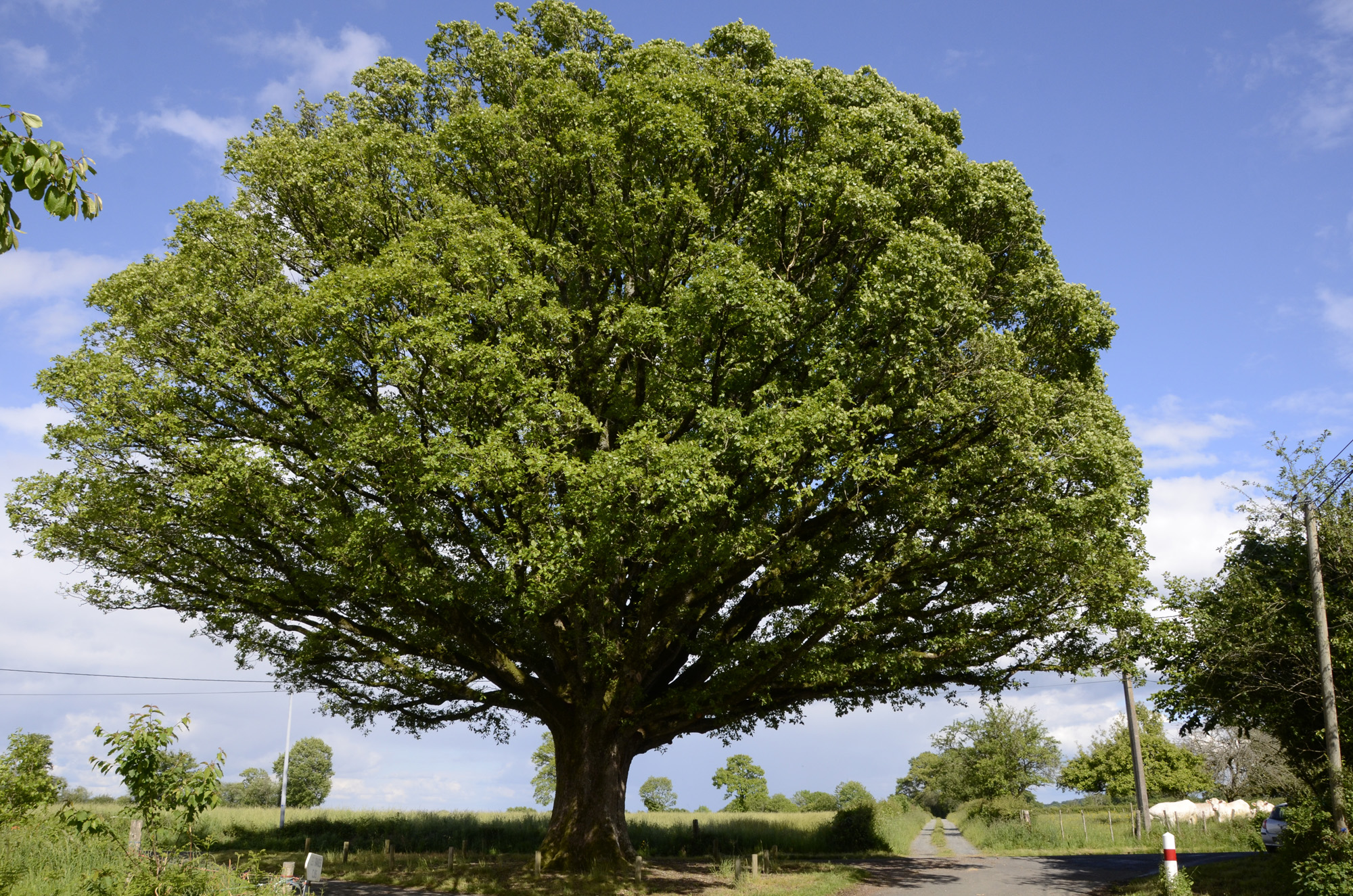 340 meilleures idées sur Arbre magique  arbre, arbres remarquables,  arbres étranges