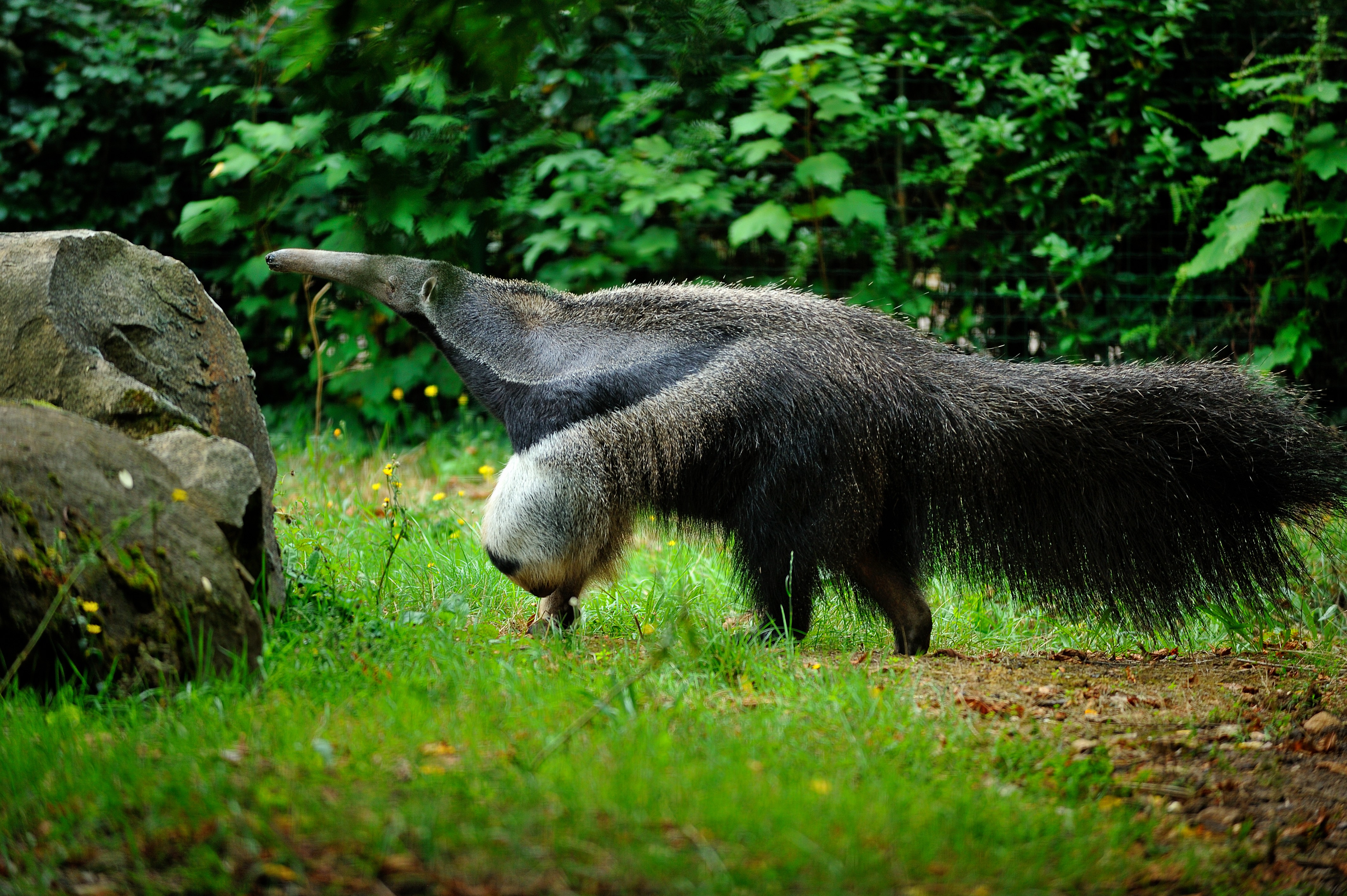 Parc zoologique d'animaux rares d'Ebbs 