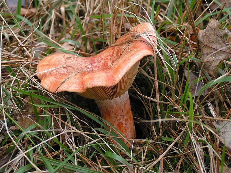 champignon infecté vicieux délicieux