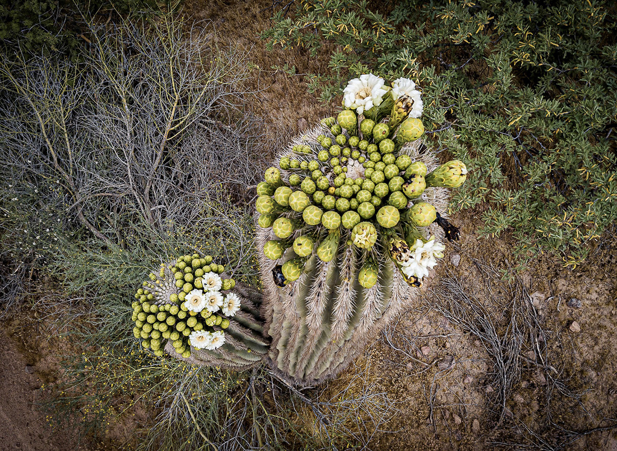 Gards Affiche de jardin Cactus Plantes à l'état sauvage - 90x120
